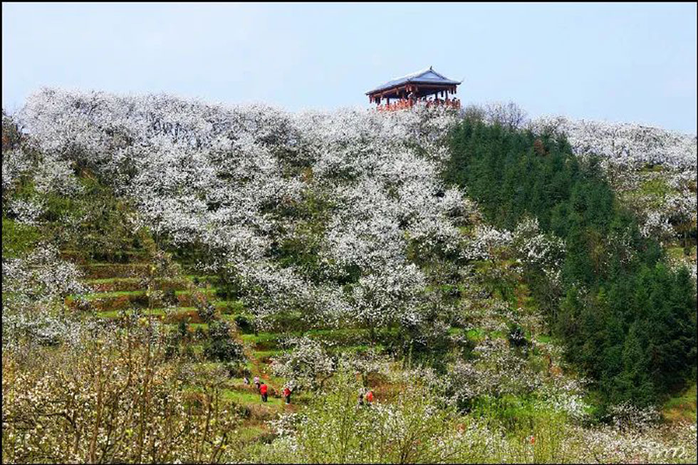 【春天，广西桂林灌阳县向您发出邀请！】我们在灌阳看梨花 - 游山玩水 - 怀化生活社区 - 怀化28生活网 hh.28life.net