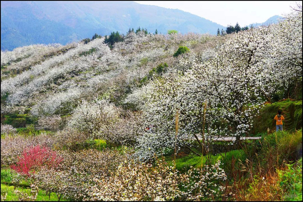 【春天，广西桂林灌阳县向您发出邀请！】我们在灌阳看梨花 - 游山玩水 - 怀化生活社区 - 怀化28生活网 hh.28life.net