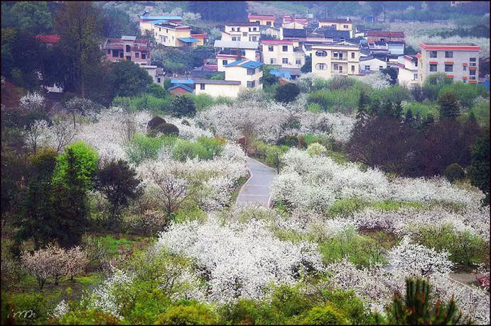 【春天，广西桂林灌阳县向您发出邀请！】我们在灌阳看梨花 - 游山玩水 - 怀化生活社区 - 怀化28生活网 hh.28life.net
