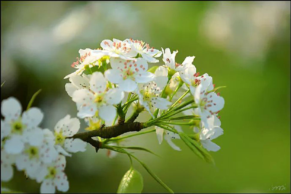 【春天，广西桂林灌阳县向您发出邀请！】我们在灌阳看梨花 - 游山玩水 - 怀化生活社区 - 怀化28生活网 hh.28life.net