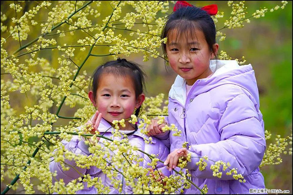 【春天,广西桂林灌阳县向您发出邀请!】米珠山前有片山苍子花在飘香 - 游山玩水 - 怀化生活社区 - 怀化28生活网 hh.28life.net