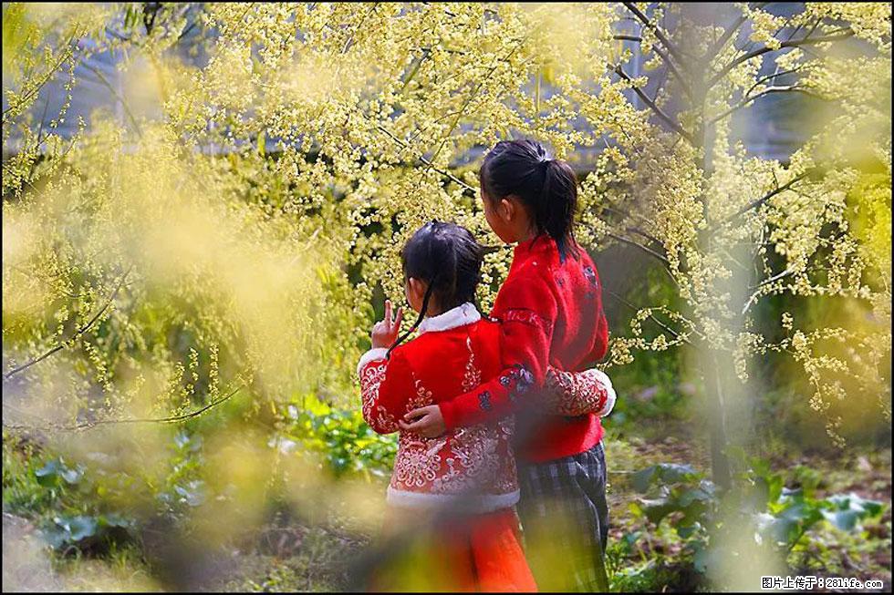 【春天,广西桂林灌阳县向您发出邀请!】米珠山前有片山苍子花在飘香 - 游山玩水 - 怀化生活社区 - 怀化28生活网 hh.28life.net