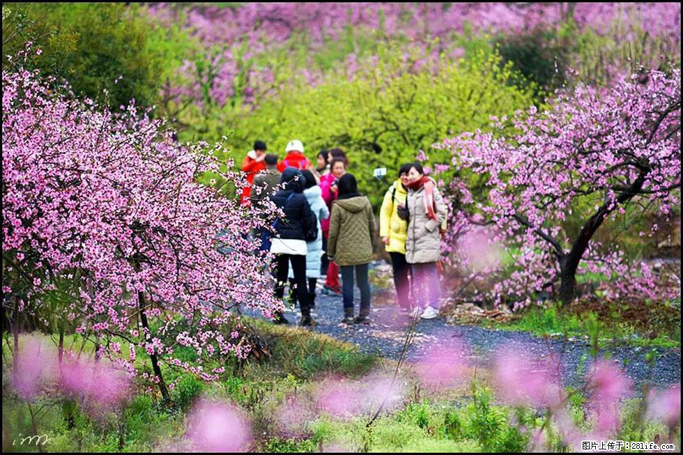【春天，广西桂林灌阳县向您发出邀请！】官庄村有个醉美的桃花园 - 游山玩水 - 怀化生活社区 - 怀化28生活网 hh.28life.net