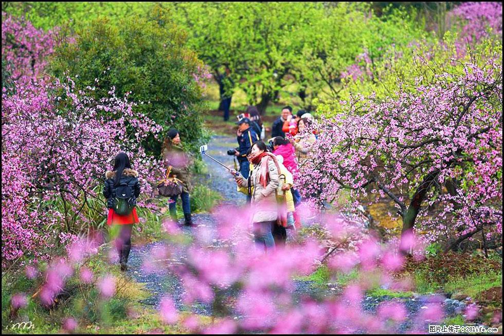 【春天，广西桂林灌阳县向您发出邀请！】官庄村有个醉美的桃花园 - 游山玩水 - 怀化生活社区 - 怀化28生活网 hh.28life.net