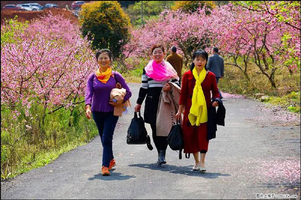 【春天，广西桂林灌阳县向您发出邀请！】官庄村有个醉美的桃花园 - 游山玩水 - 怀化生活社区 - 怀化28生活网 hh.28life.net