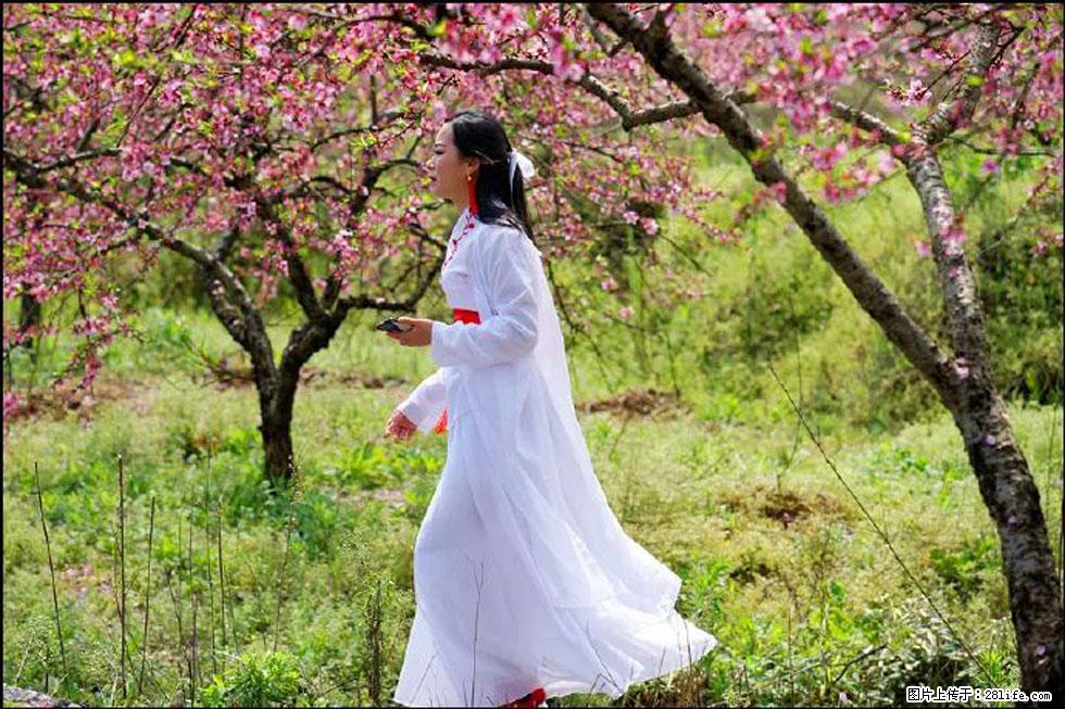 【春天，广西桂林灌阳县向您发出邀请！】官庄村有个醉美的桃花园 - 游山玩水 - 怀化生活社区 - 怀化28生活网 hh.28life.net