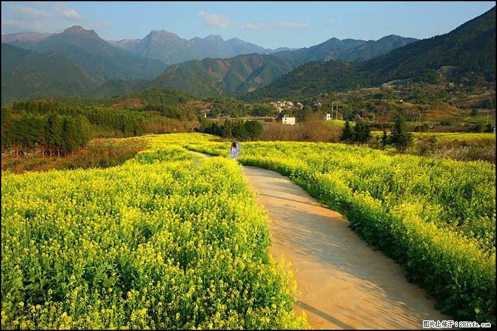 【春天，广西桂林灌阳县向您发出邀请！】长坪村油菜盛情花开 - 游山玩水 - 怀化生活社区 - 怀化28生活网 hh.28life.net