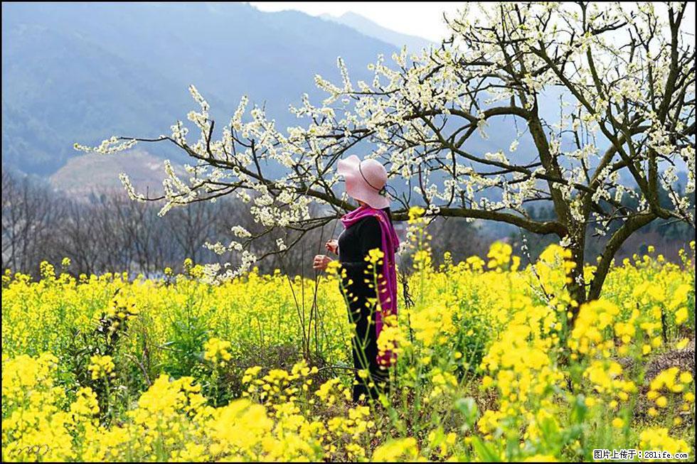 【春天，广西桂林灌阳县向您发出邀请！】长坪村油菜盛情花开 - 游山玩水 - 怀化生活社区 - 怀化28生活网 hh.28life.net