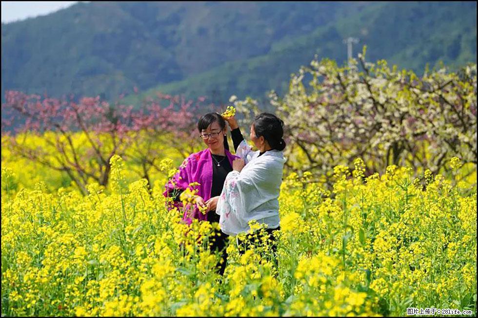 【春天，广西桂林灌阳县向您发出邀请！】长坪村油菜盛情花开 - 游山玩水 - 怀化生活社区 - 怀化28生活网 hh.28life.net