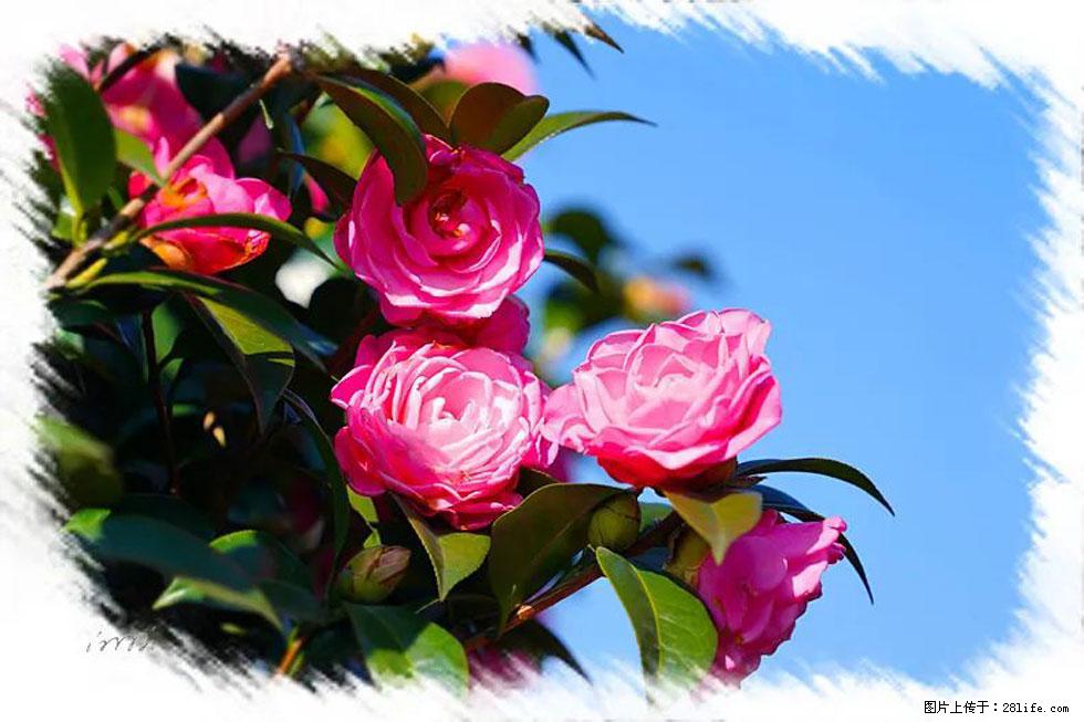 【春天，广西桂林灌阳县向您发出邀请！】杨柳井茶花惹人爱 - 游山玩水 - 怀化生活社区 - 怀化28生活网 hh.28life.net