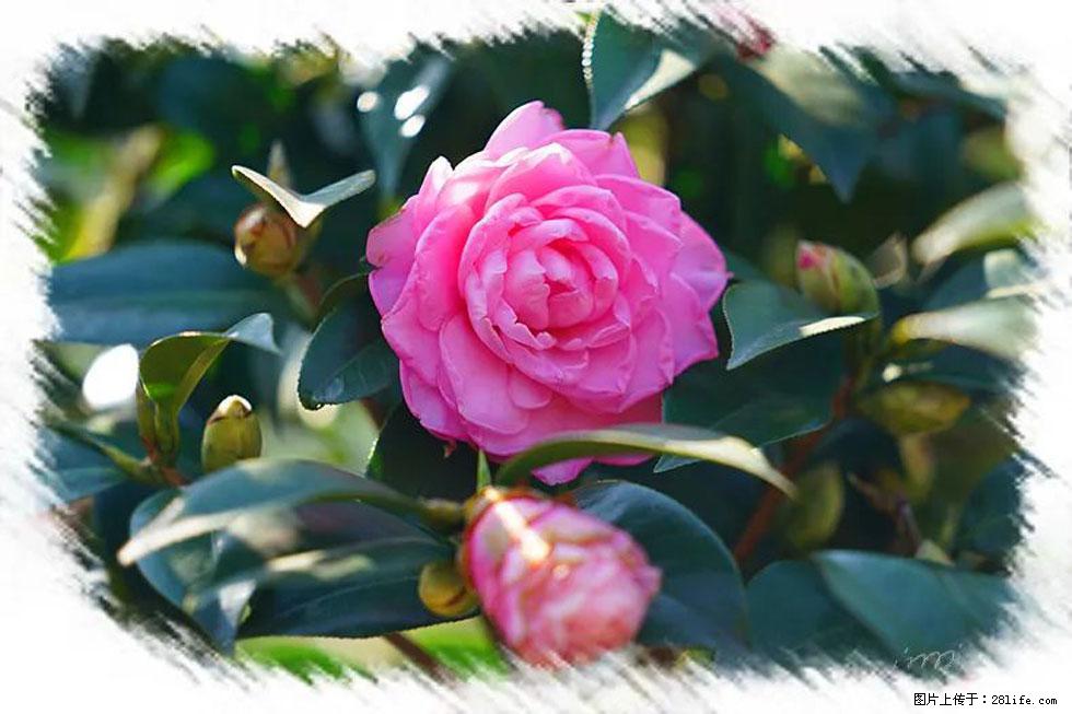 【春天，广西桂林灌阳县向您发出邀请！】杨柳井茶花惹人爱 - 游山玩水 - 怀化生活社区 - 怀化28生活网 hh.28life.net