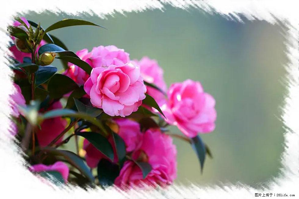 【春天，广西桂林灌阳县向您发出邀请！】杨柳井茶花惹人爱 - 游山玩水 - 怀化生活社区 - 怀化28生活网 hh.28life.net