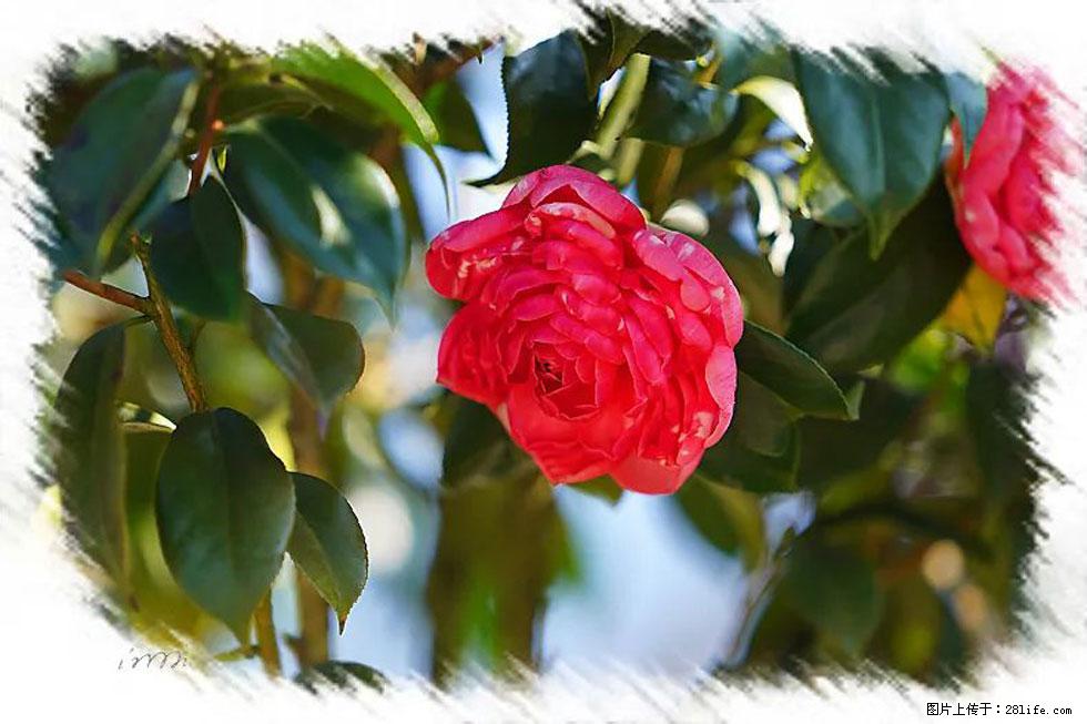 【春天，广西桂林灌阳县向您发出邀请！】杨柳井茶花惹人爱 - 游山玩水 - 怀化生活社区 - 怀化28生活网 hh.28life.net