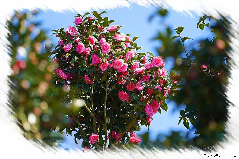 【春天，广西桂林灌阳县向您发出邀请！】杨柳井茶花惹人爱 - 游山玩水 - 怀化生活社区 - 怀化28生活网 hh.28life.net