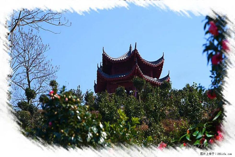 【春天，广西桂林灌阳县向您发出邀请！】杨柳井茶花惹人爱 - 游山玩水 - 怀化生活社区 - 怀化28生活网 hh.28life.net