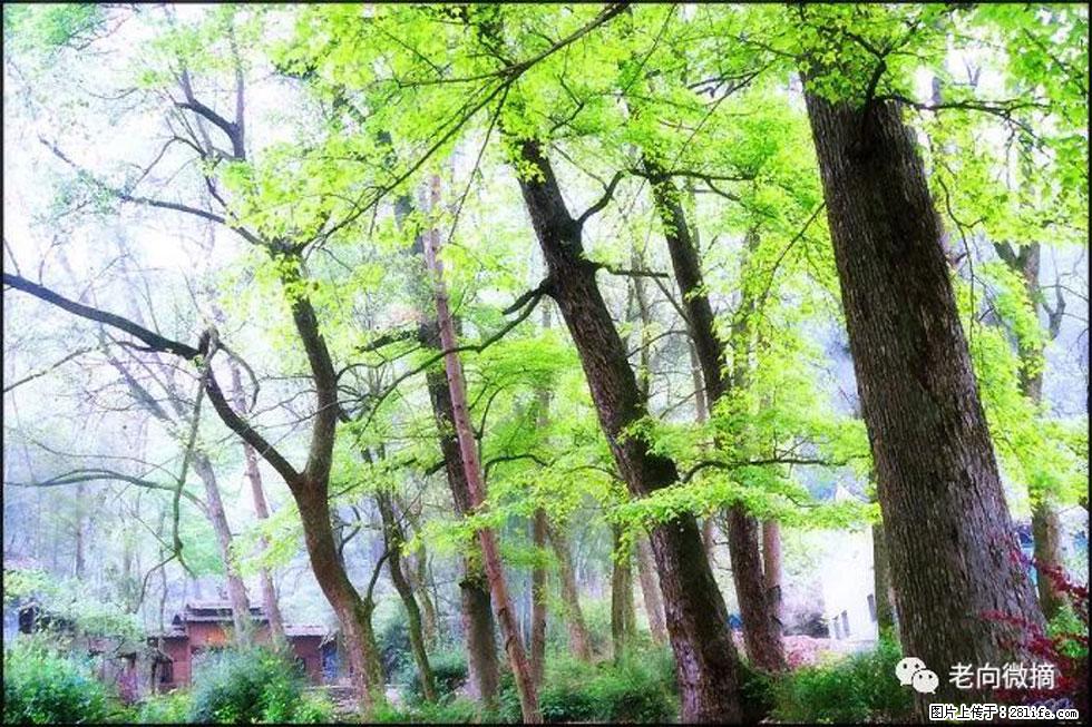 【春天，广西桂林灌阳县向您发出邀请！】在小龙村与春天约会 - 游山玩水 - 怀化生活社区 - 怀化28生活网 hh.28life.net