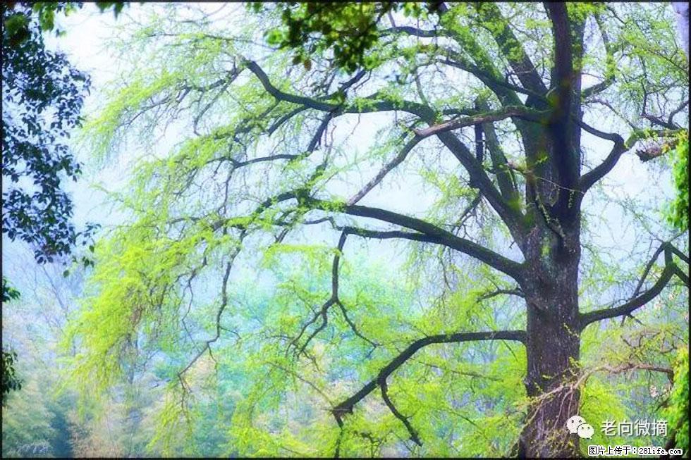 【春天，广西桂林灌阳县向您发出邀请！】在小龙村与春天约会 - 游山玩水 - 怀化生活社区 - 怀化28生活网 hh.28life.net