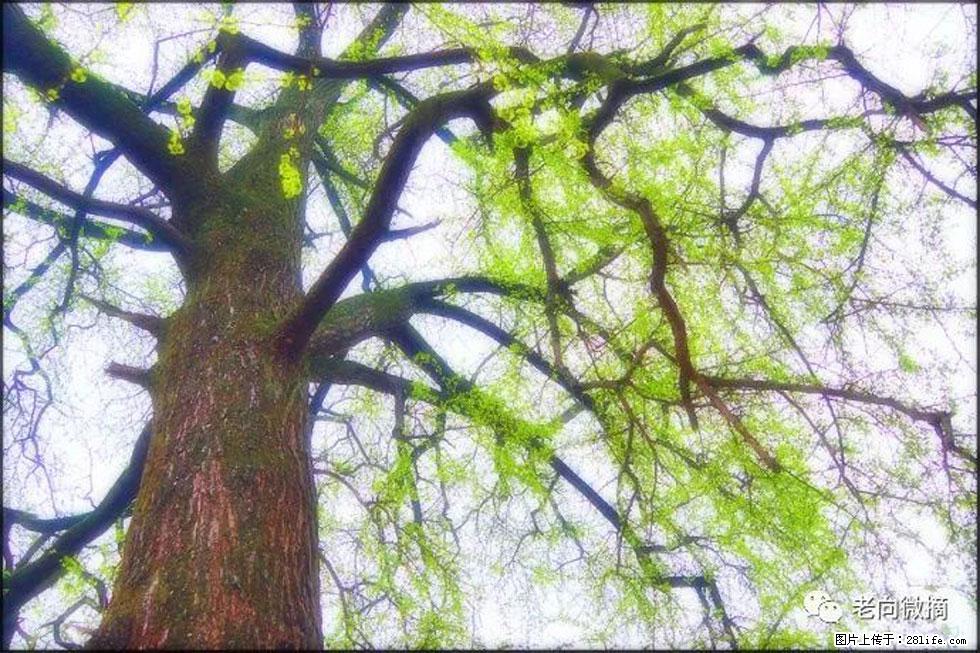 【春天，广西桂林灌阳县向您发出邀请！】在小龙村与春天约会 - 游山玩水 - 怀化生活社区 - 怀化28生活网 hh.28life.net