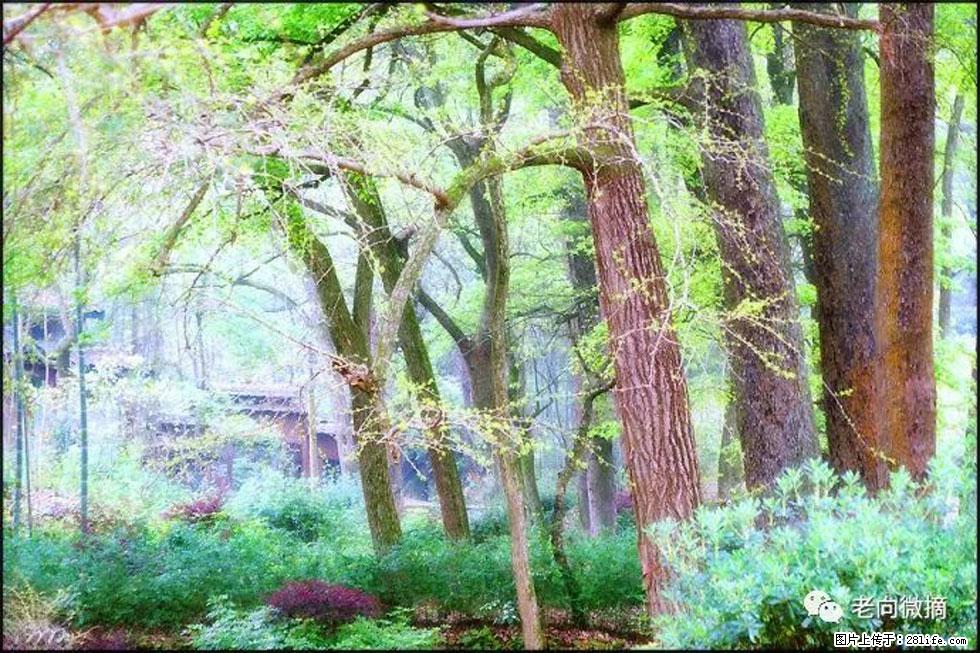 【春天，广西桂林灌阳县向您发出邀请！】在小龙村与春天约会 - 游山玩水 - 怀化生活社区 - 怀化28生活网 hh.28life.net