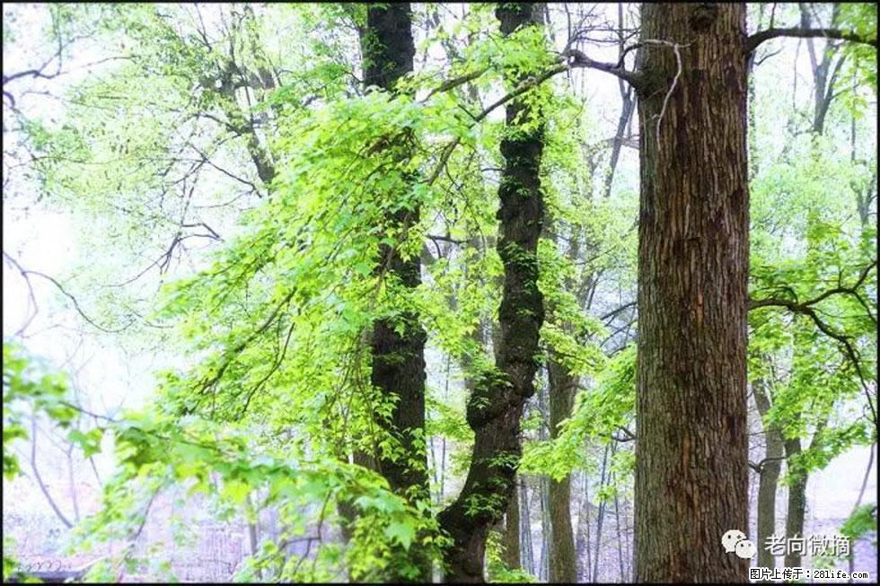 【春天，广西桂林灌阳县向您发出邀请！】在小龙村与春天约会 - 游山玩水 - 怀化生活社区 - 怀化28生活网 hh.28life.net