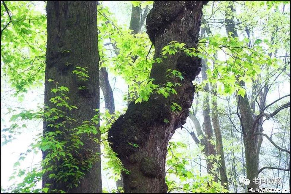 【春天，广西桂林灌阳县向您发出邀请！】在小龙村与春天约会 - 游山玩水 - 怀化生活社区 - 怀化28生活网 hh.28life.net