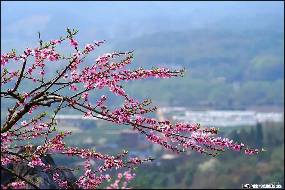 【春天，广西桂林灌阳县向您发出邀请！】望月岭上桃花开 - 游山玩水 - 怀化生活社区 - 怀化28生活网 hh.28life.net