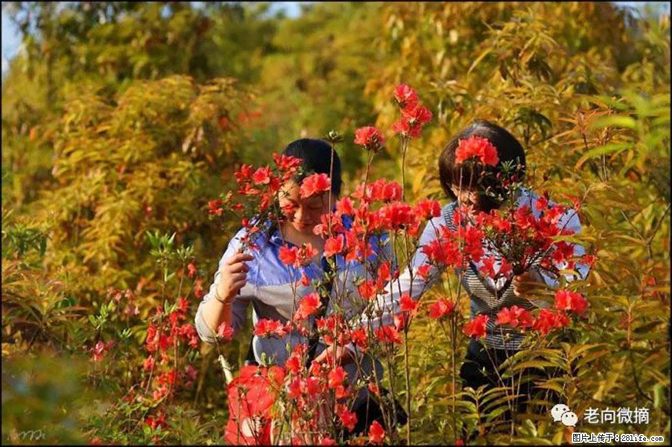 【春天，广西桂林灌阳县向您发出邀请！】登麒麟山，相约映山红 - 游山玩水 - 怀化生活社区 - 怀化28生活网 hh.28life.net