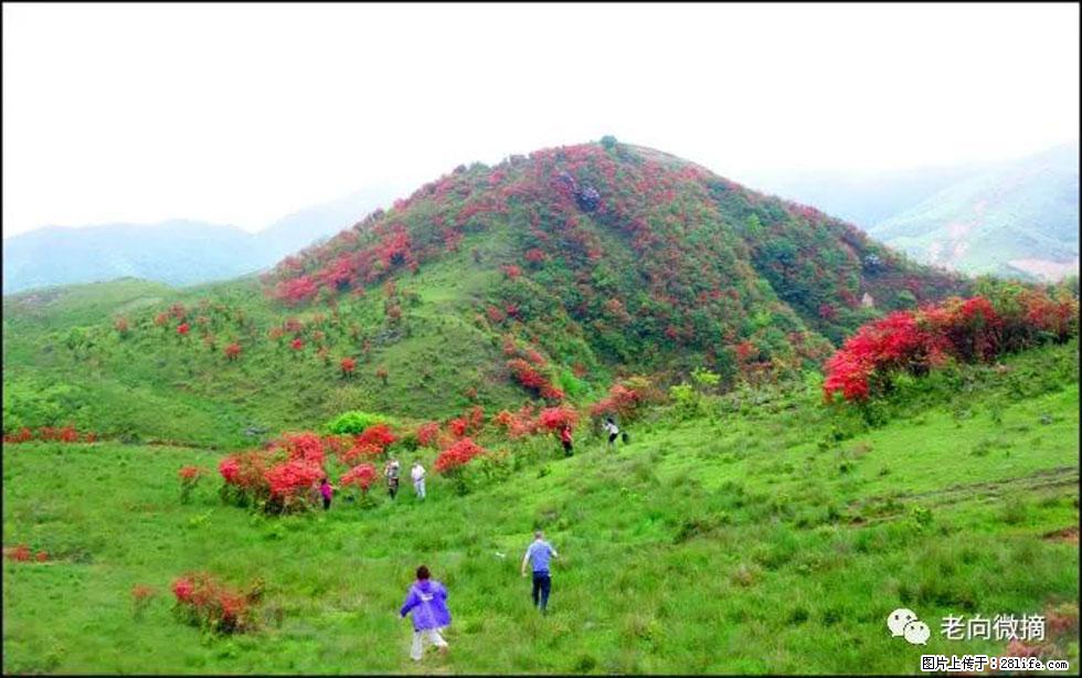 【春天，广西桂林灌阳县向您发出邀请！】宝盖山上映山红 - 游山玩水 - 怀化生活社区 - 怀化28生活网 hh.28life.net
