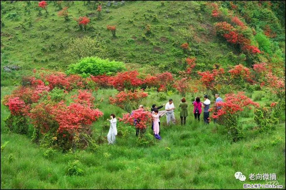 【春天，广西桂林灌阳县向您发出邀请！】宝盖山上映山红 - 游山玩水 - 怀化生活社区 - 怀化28生活网 hh.28life.net