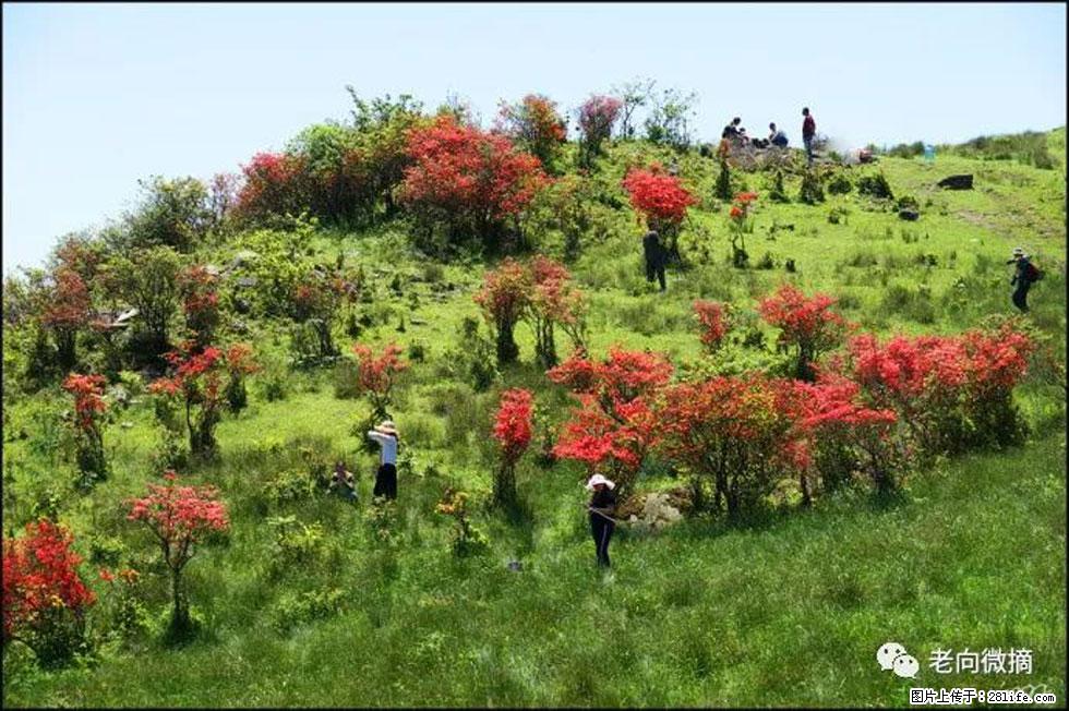 【春天，广西桂林灌阳县向您发出邀请！】宝盖山上映山红 - 游山玩水 - 怀化生活社区 - 怀化28生活网 hh.28life.net