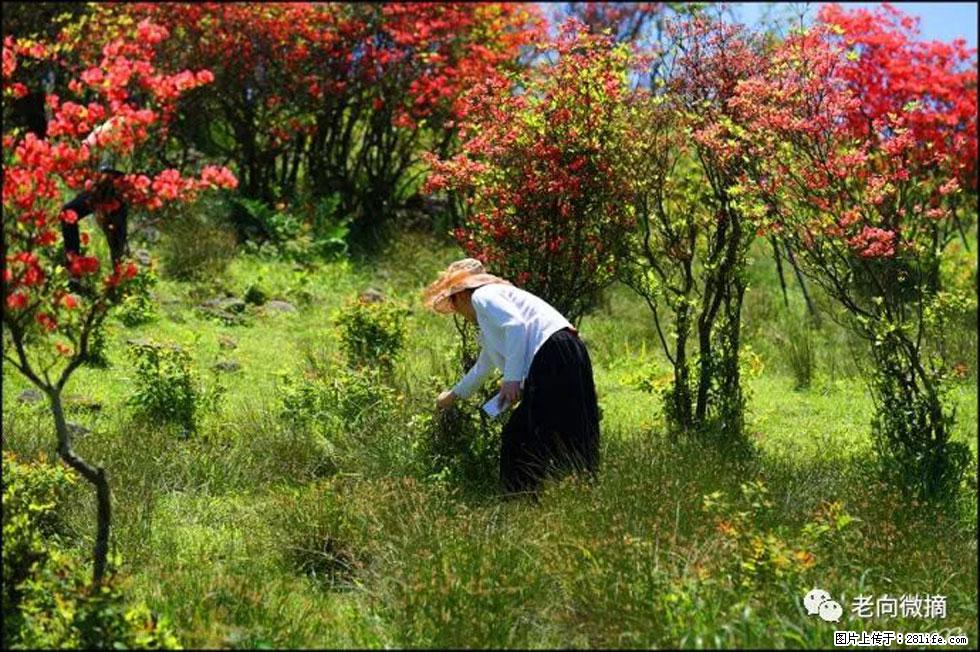 【春天，广西桂林灌阳县向您发出邀请！】宝盖山上映山红 - 游山玩水 - 怀化生活社区 - 怀化28生活网 hh.28life.net