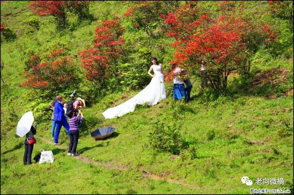 【春天，广西桂林灌阳县向您发出邀请！】宝盖山上映山红 - 游山玩水 - 怀化生活社区 - 怀化28生活网 hh.28life.net