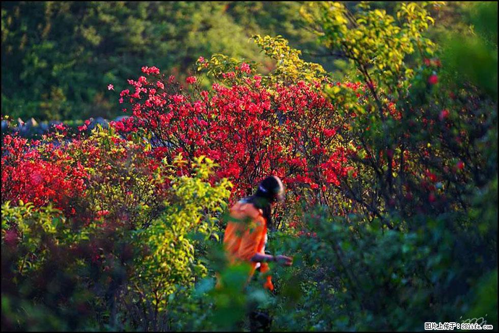 【春天，广西桂林灌阳县向您发出邀请！】春木界上映山红 - 游山玩水 - 怀化生活社区 - 怀化28生活网 hh.28life.net