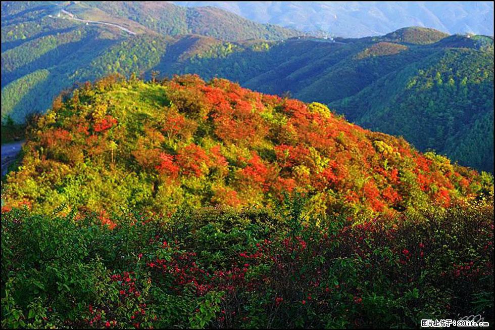 【春天，广西桂林灌阳县向您发出邀请！】春木界上映山红 - 游山玩水 - 怀化生活社区 - 怀化28生活网 hh.28life.net