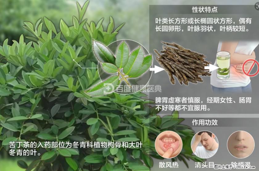 苦丁茶有哪些功效和作用 - 生活百科 - 怀化生活社区 - 怀化28生活网 hh.28life.net