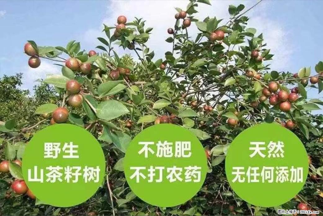 【灌阳县油茶产业示范区】一个有着充实的精神生活的人，对待身外之物自会有一种淡泊的态度 - 土特产 - 饮食特产 - 怀化分类信息 - 怀化28生活网 hh.28life.net