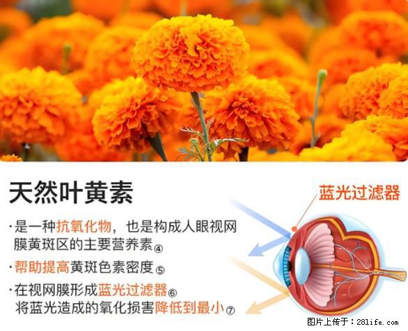 叶黄素有什么功效和作用 - 生活百科 - 怀化生活社区 - 怀化28生活网 hh.28life.net
