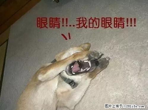 笑癫了！一女的怀孕三年未生，他终于忍不住了... - 娱乐八卦 - 怀化生活社区 - 怀化28生活网 hh.28life.net