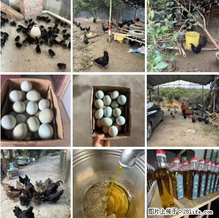 油茶园从小鸡仔开始养起的纯土鸡、土鸡蛋可以预定啦！还有前几天刚榨的纯山茶油哦 - 美食天地 - 怀化生活社区 - 怀化28生活网 hh.28life.net
