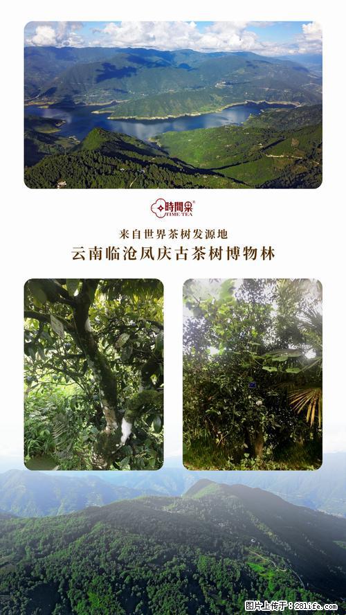 时间果百年古树2025年春红茶 - 购物交流 - 怀化生活社区 - 怀化28生活网 hh.28life.net