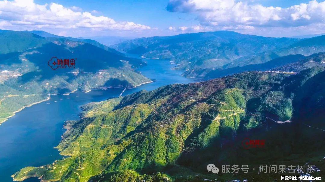 时间果百年古树龙珠普洱生茶 - 购物交流 - 怀化生活社区 - 怀化28生活网 hh.28life.net