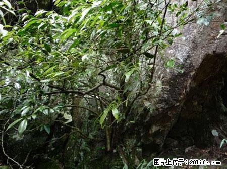 平乐石崖茶，珍贵仅次于金花茶 - 怀化生活资讯 - 怀化28生活网 hh.28life.net