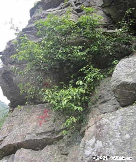 平乐石崖茶，珍贵仅次于金花茶 - 怀化生活资讯 - 怀化28生活网 hh.28life.net