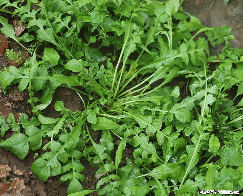 这些蔬菜是“天然钙片”，这6种被医生重点推荐 - 怀化生活资讯 - 怀化28生活网 hh.28life.net