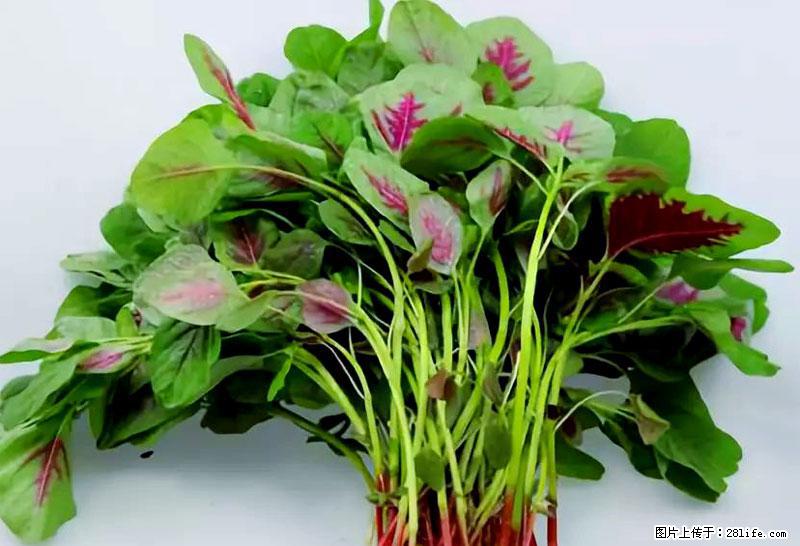 这些蔬菜是“天然钙片”，这6种被医生重点推荐 - 怀化生活资讯 - 怀化28生活网 hh.28life.net