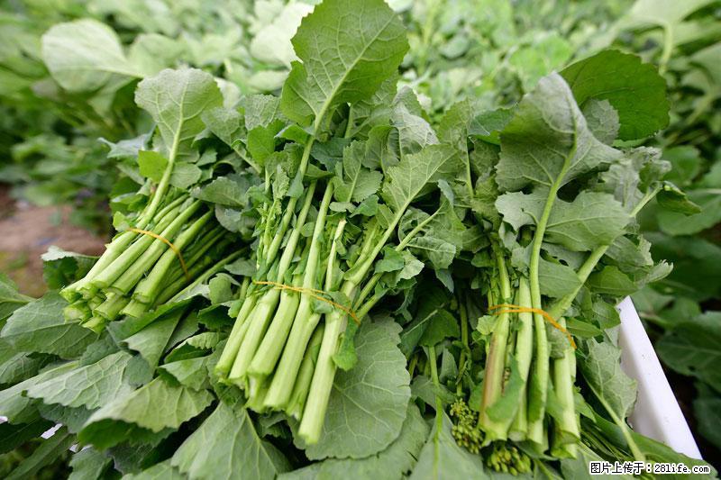 这些蔬菜是“天然钙片”，这6种被医生重点推荐 - 怀化生活资讯 - 怀化28生活网 hh.28life.net