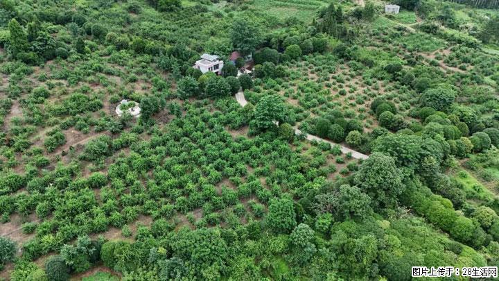 【乡村振兴】文市蜂糖李、黄金奈李迎丰产上市季 甜蜜产业助振兴 - 怀化生活资讯 - 怀化28生活网 hh.28life.net